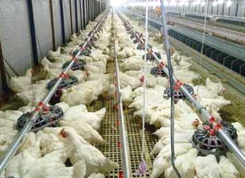 Годівниця для батьківського стада для птахофабрик